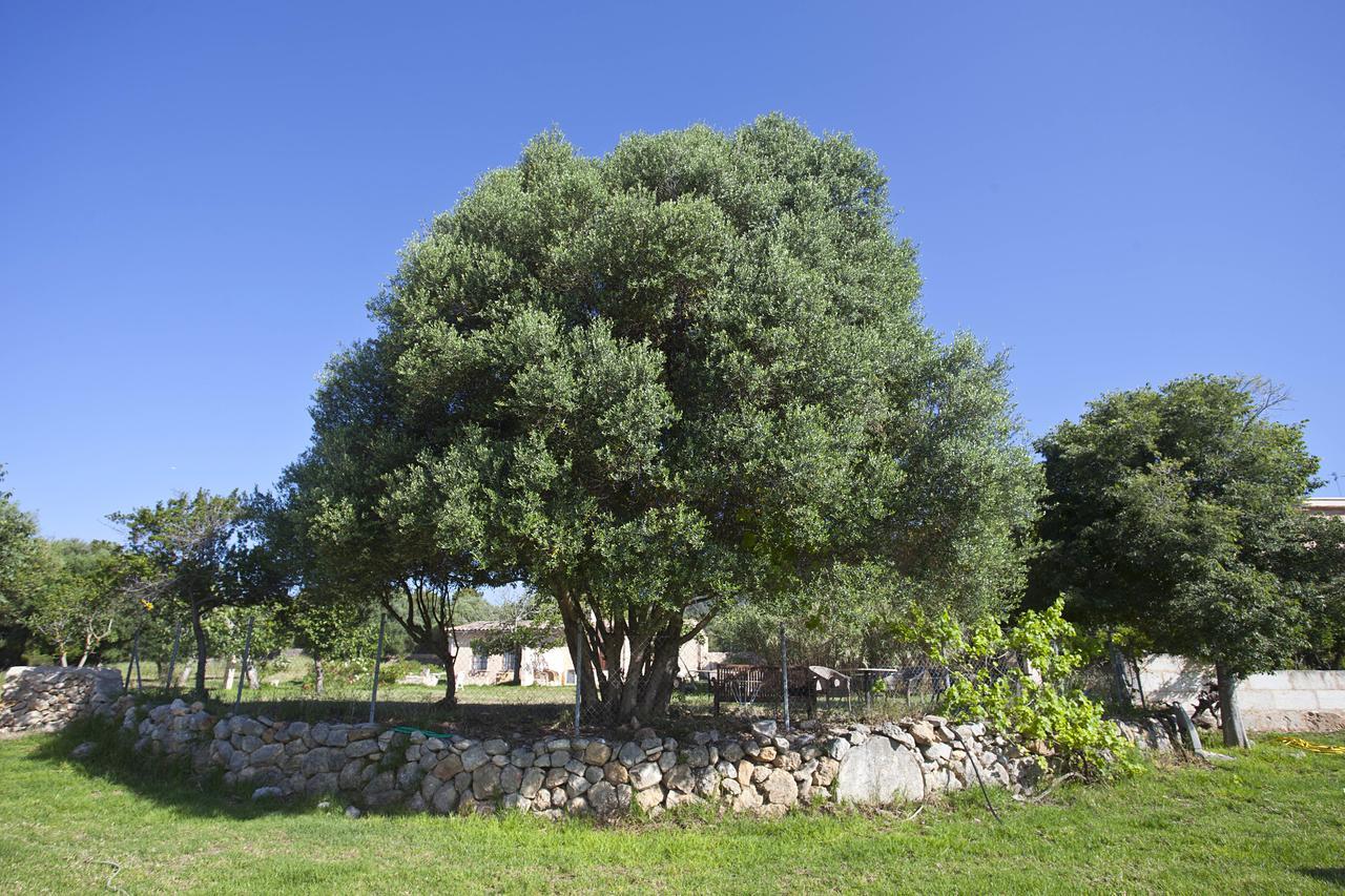 Agroturismo Finca Dalt Murada Binisalem Exteriér fotografie